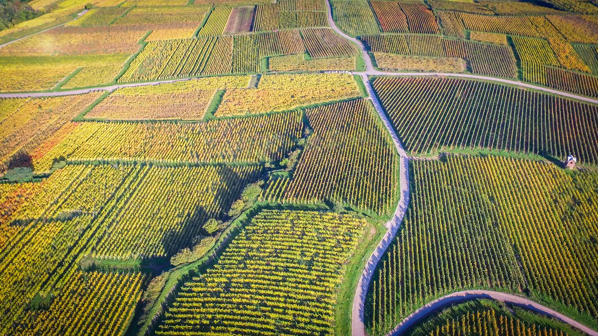 Vignes du Domaine Jaegler producteur vin Alsace