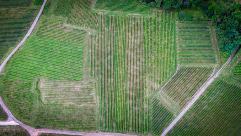 Domaine Jaegler vignes
