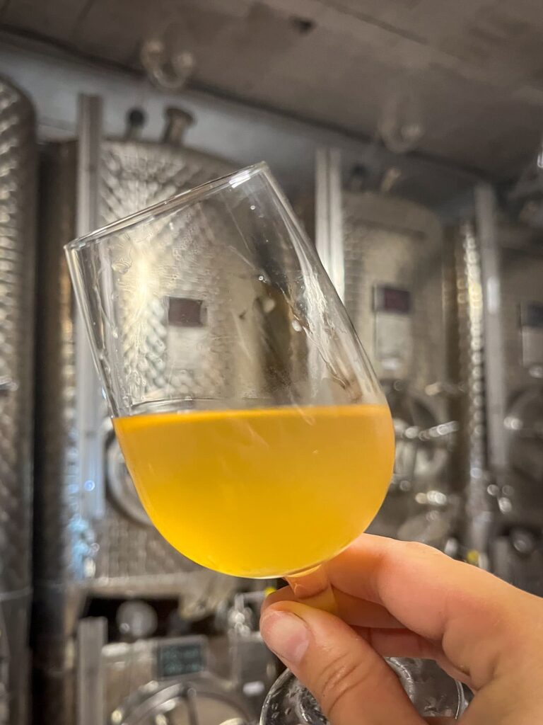 maturation du vin d'Alsace sur le Domaine Jaegler