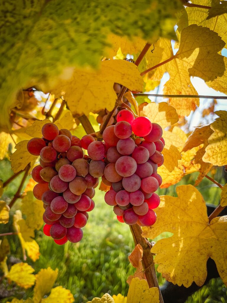 raisin pinot noir Alsace Domaine Jaegler