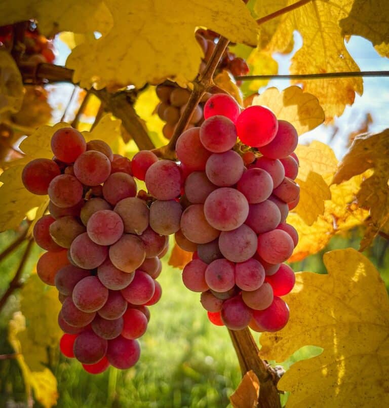 Vue d'une grappe de raisin Gewurztraminer Hengst du Domaine Jaegler