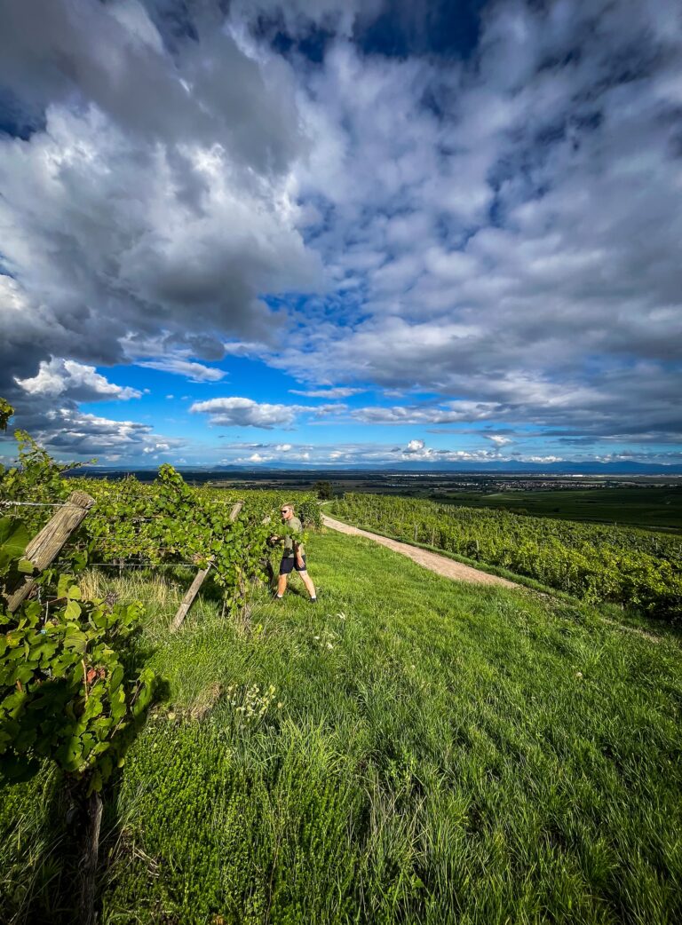 Domaine Jaegler vignes vendange