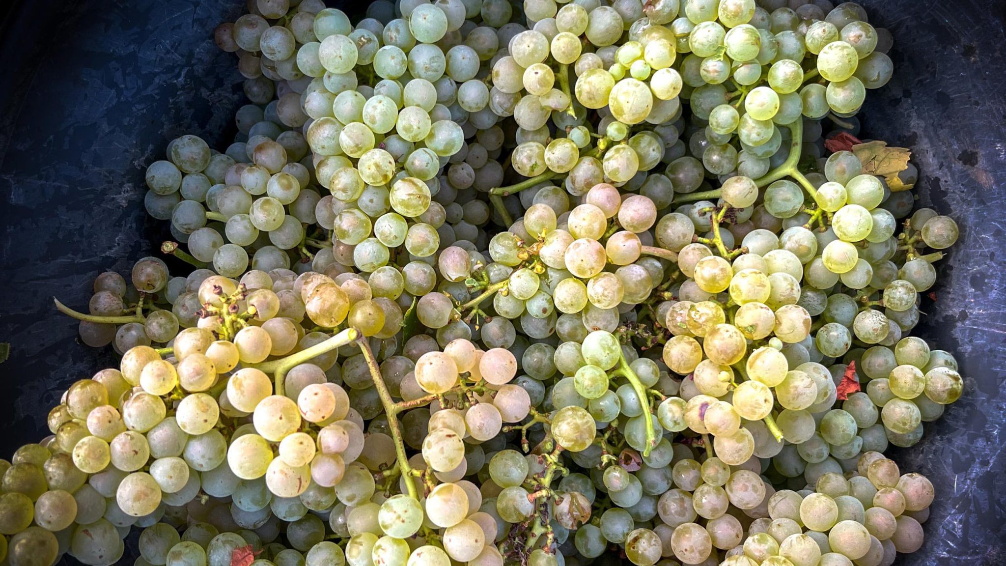 Vendanges raisin pour fabrication de vin Alasacien