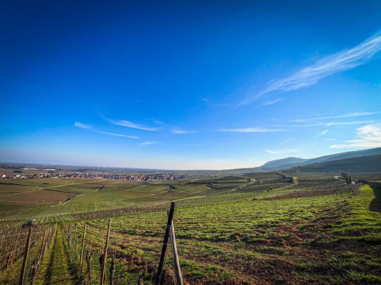 Domaine Jaegler Husseren-les-chateaux coteaux : vigne sur les coteaux