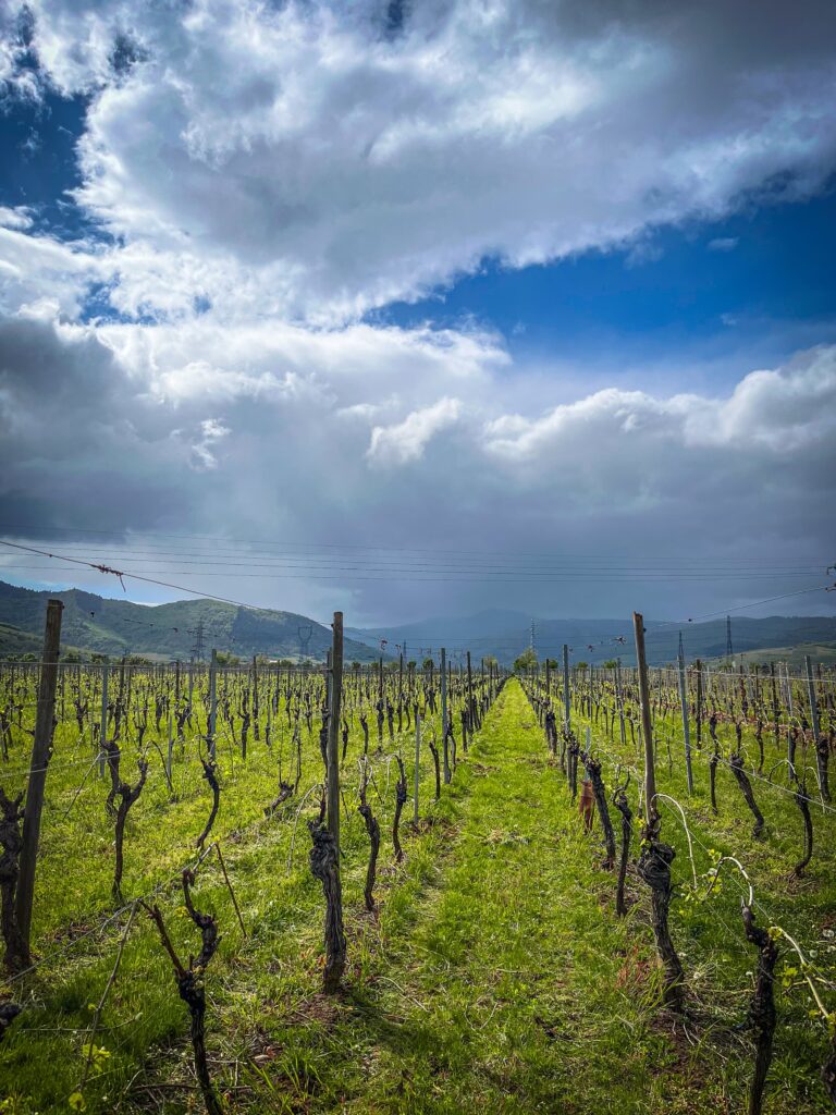 domaine Jaegler pied de vigne