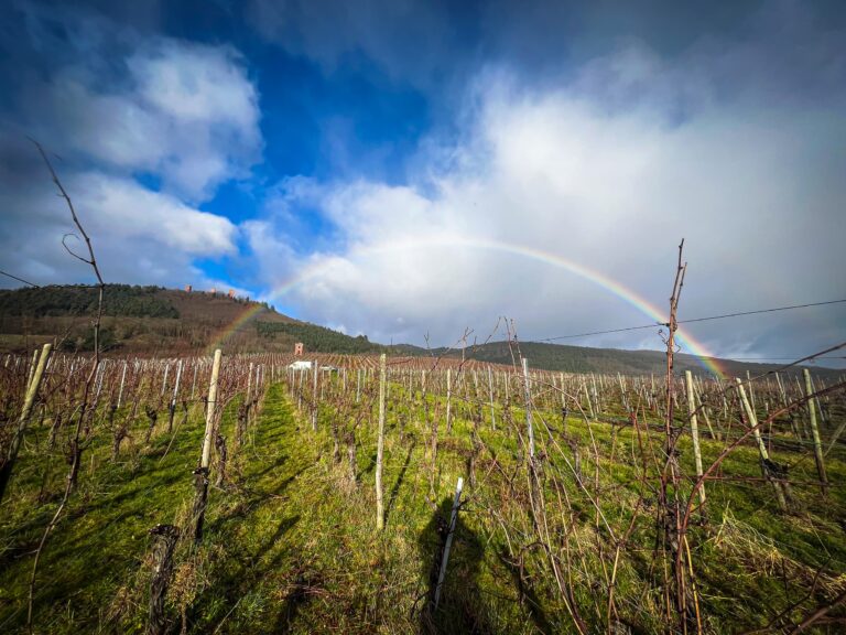 Domaine Jaegler producteur de vin Alsacien : photo des vignes et des 3 chateaux