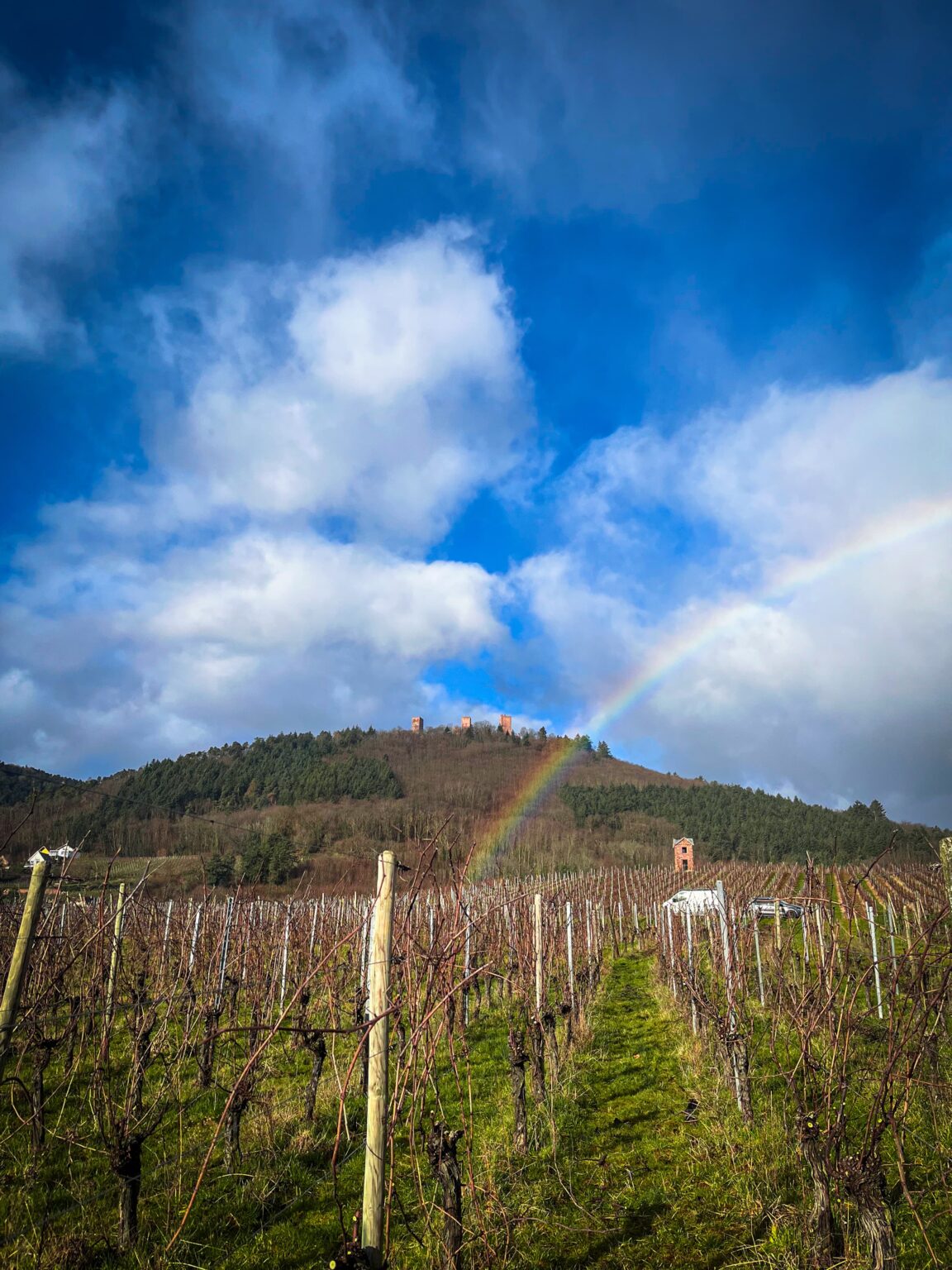 Domaine Jaegler producteur vin Husseren-les-Chateaux