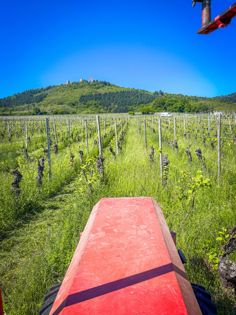 domaine Jaegler producteur vin vignes