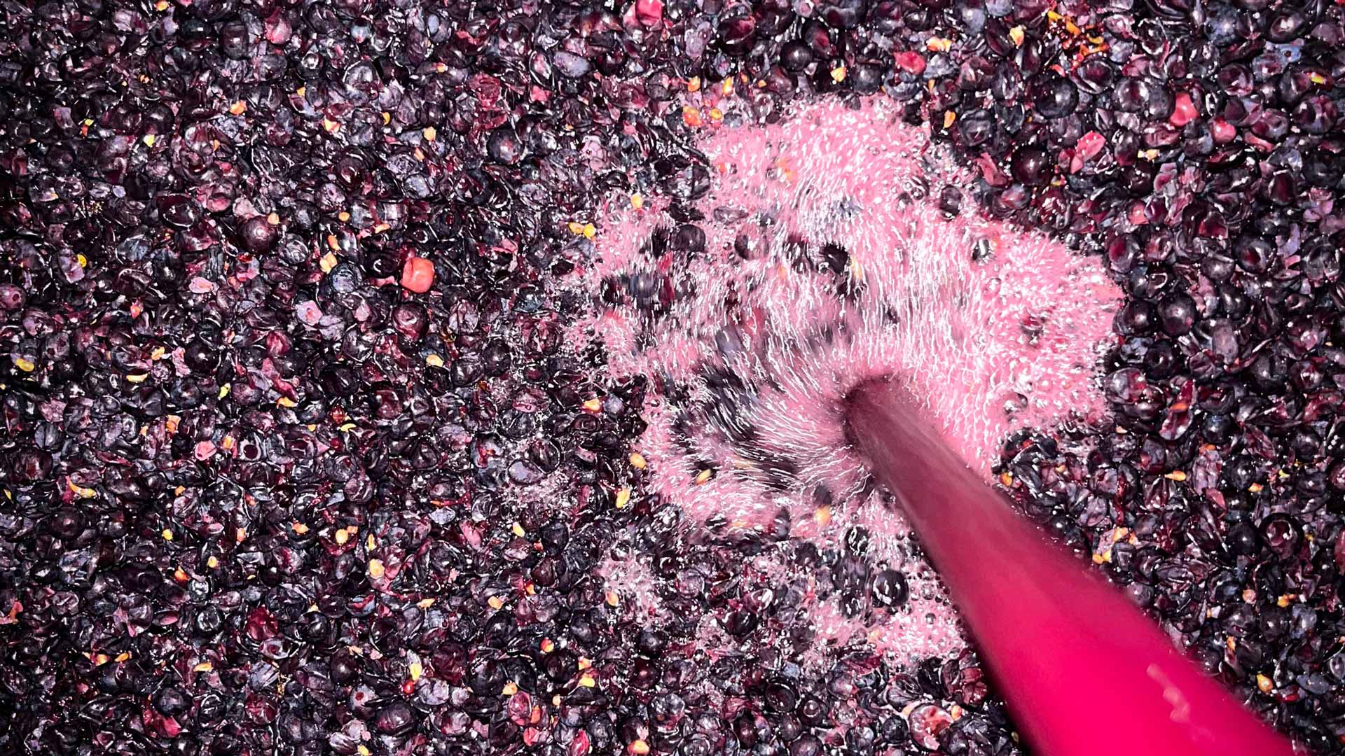 vinification d'un grand crus d'Alsace du Domaine Jaegler