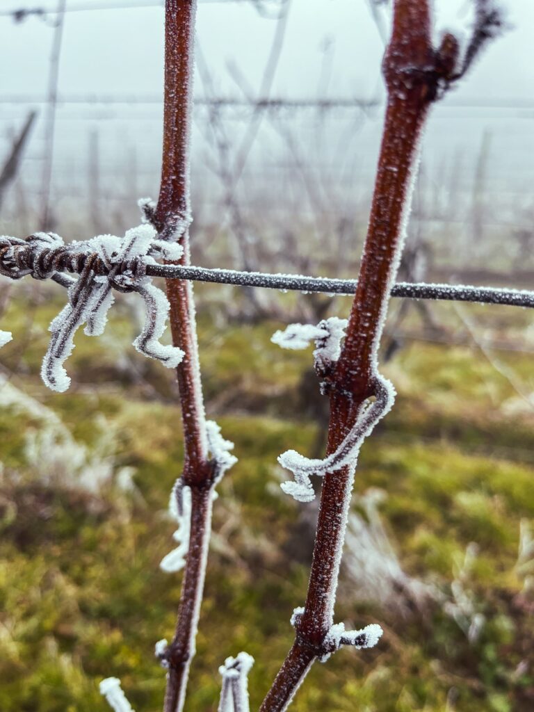 Vigne gelée et vendanges tardive au Domaine Jaegler