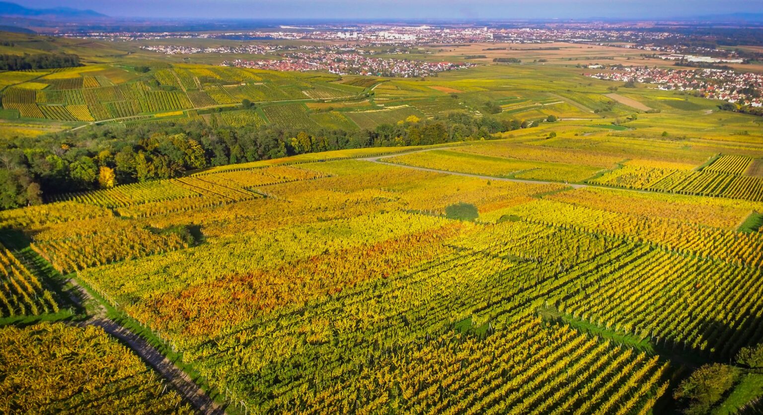 Vallée de Munster et vignes du Domaine Jaegler en automne