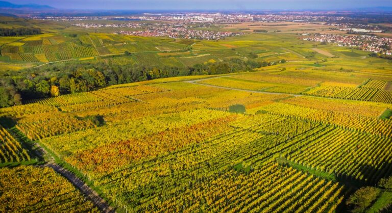 Vallée de Munster et vignes du Domaine Jaegler en automne
