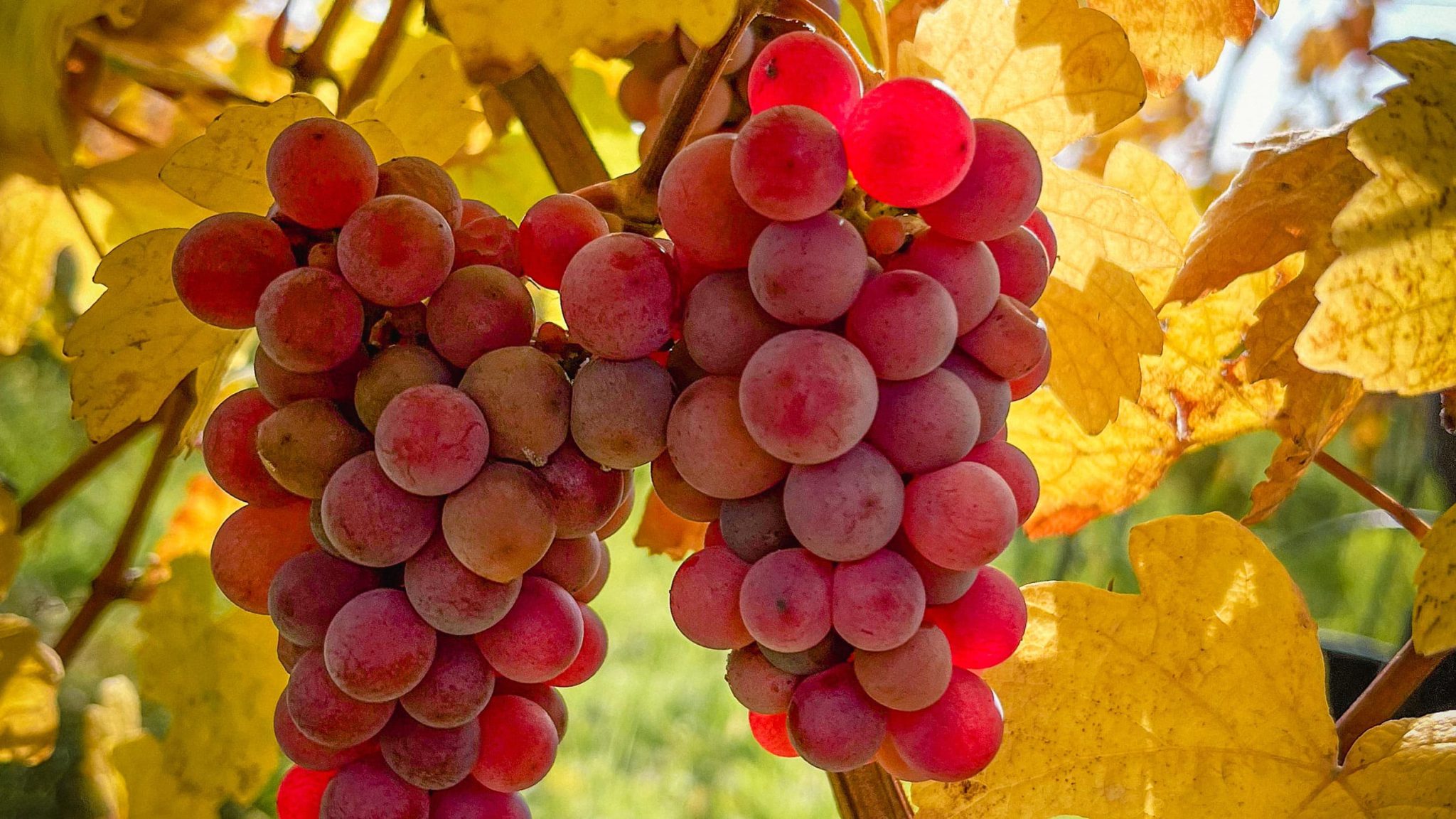 Grappe de raisin pour vins d'alsace du Domaine Jaegler