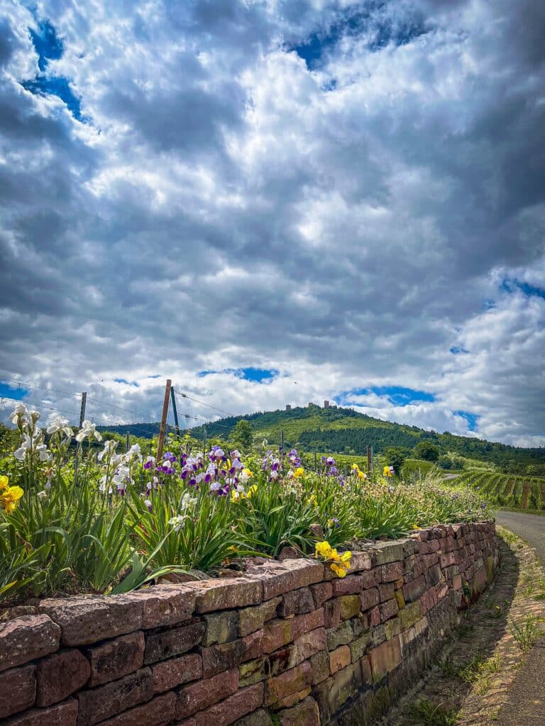 Domaine Jaegler en Alsace : Husseren-les-chateaux