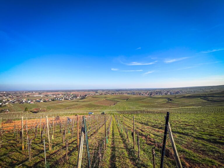 Domaine Jaegler Exploitation viticole : les vignes sur les coteaux