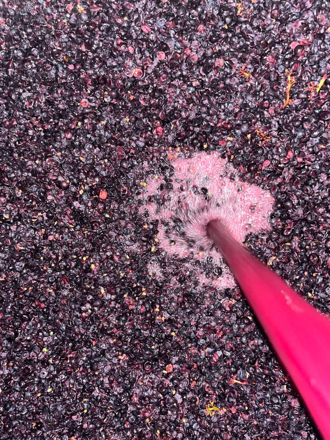 Grappe de raisin de Pinot Noir Domaine Jaegler