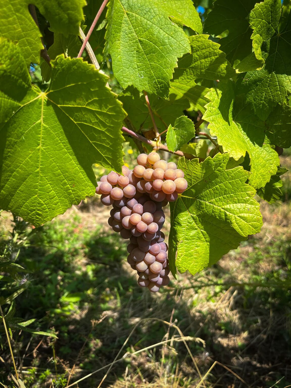 Grappe de raisin de Pinot gris Domaine Jaegler