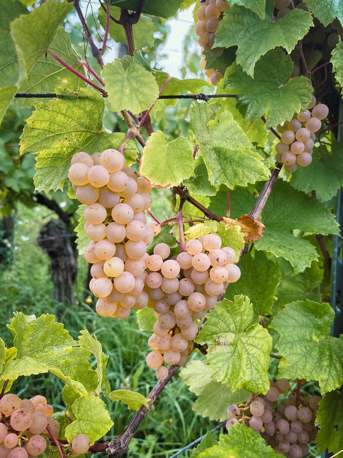 Grappe de Raisin pour faire du vin Alsace grand cru