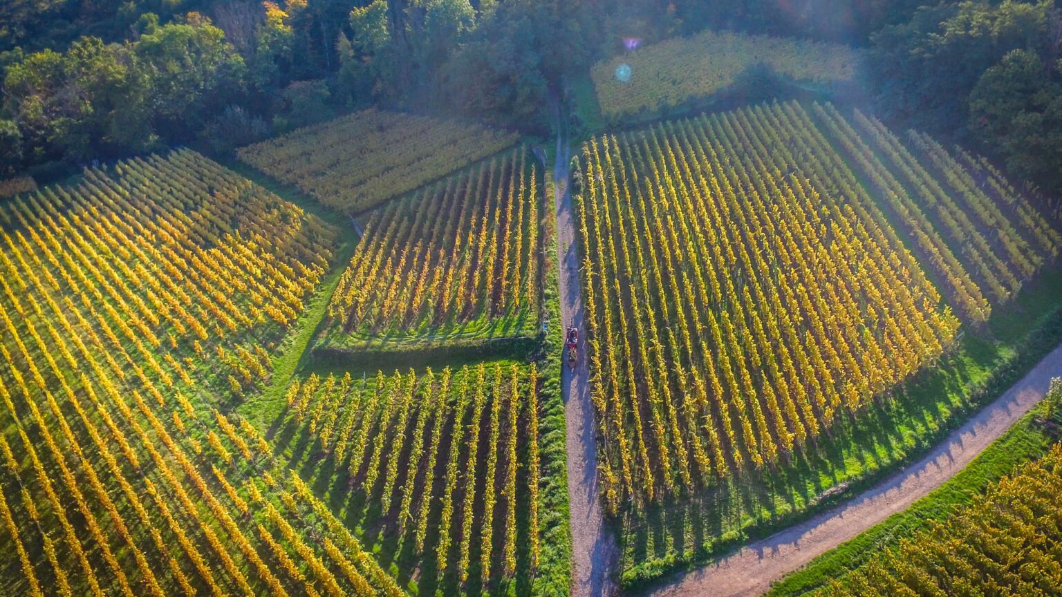 Vignes du Domaine Jaegler, dans la Vallée de Munster