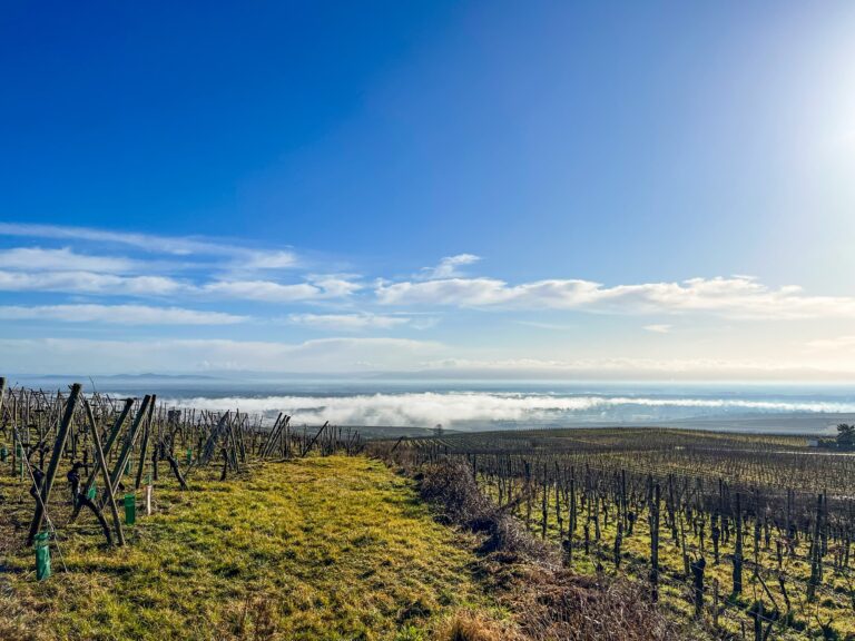 Domaine Jaegler : vignes Vallée de Munster vendanges tardives